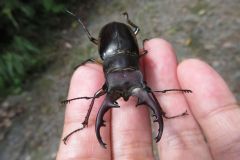 ミヤマクワガタ