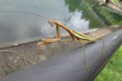 オオカマキリ