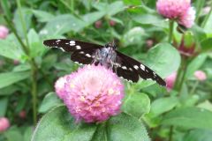 ダイミョウセセリ