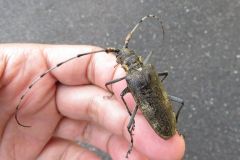 ヒゲナガカミキリ