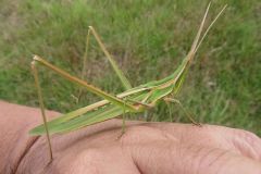 ショウリョウバッタ