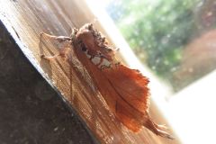 ギンモンシャチホコ