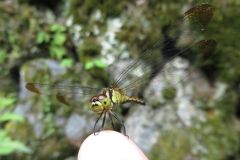マユタテアカネ