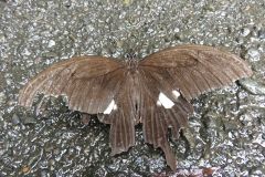 モンキアゲハ