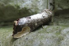 ムクツマキシャチホコ
