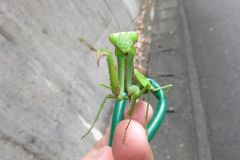 ムネアカハラビロカマキリ