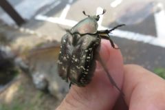 シロテンハナムグリ