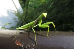 ハラビロカマキリ