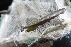 ヒメカマキリ