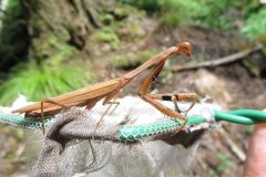 コカマキリ