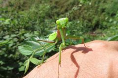 ムネアカハラビロカマキリ