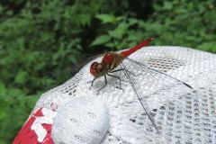 ナツアカネ