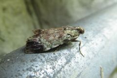 クロモンフトメイガ