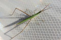 ショウリョウバッタ