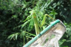 チョウセンカマキリ