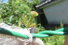 オオカマキリ