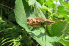 オオカマキリ