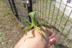 オオカマキリ