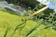 オオカマキリ