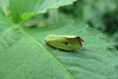 アカマエアオリンガ アカマエアオリンガ