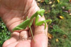 ハラビロカマキリ