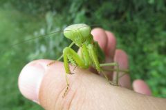 ハラビロカマキリ