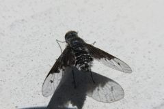 コウヤツリアブ コウヤツリアブ