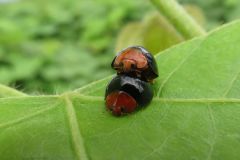 ムネアカオオクロテントウ ムネアカオオクロテントウ