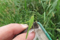 ツユムシ ツユムシ