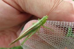 ウスイロササキリ