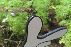 アキアカネ アキアカネ