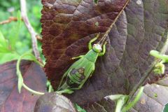 アオマツムシの幼虫 アオマツムシの幼虫