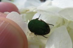 コアオハナムグリ コアオハナムグリ