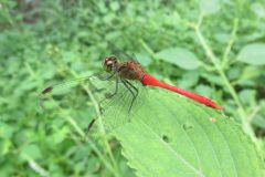 マユタテアカネ