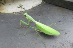 ムネアカハラビロカマキリ