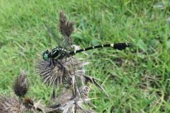 オナガサナエ