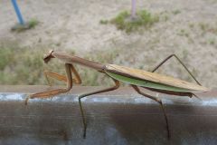 オオカマキリ