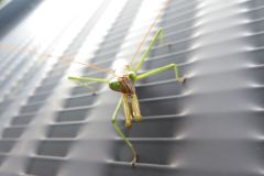 オオカマキリ オオカマキリ