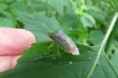 セアカツノカメムシ セアカツノカメムシ