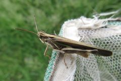 マダラバッタ
