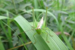 オナガササキリ