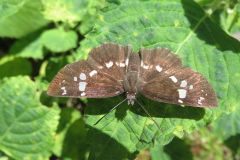ダイミョウセセリ ダイミョウセセリ