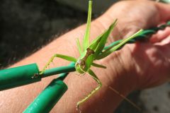 ハヤシノウマオイ