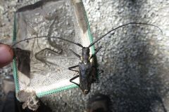 ヒゲナガカミキリ ヒゲナガカミキリ