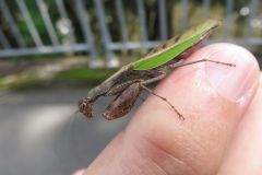 ヒメカマキリ ヒメカマキリ
