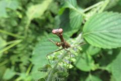 コカマキリ コカマキリ
