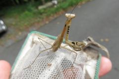 コカマキリ コカマキリ