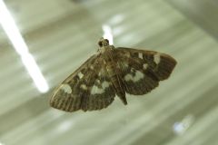 モンキクロノメイガ