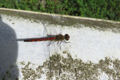ナツアカネ