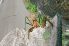 オオカマキリ オオカマキリ